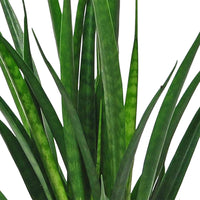 Snake plant Sansevieria 'Friends' incl. mustard decorative pot
