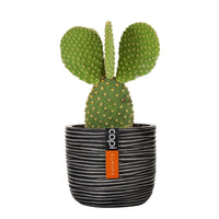 Opuntia Opuntia microdays green-yellow including decorative pot