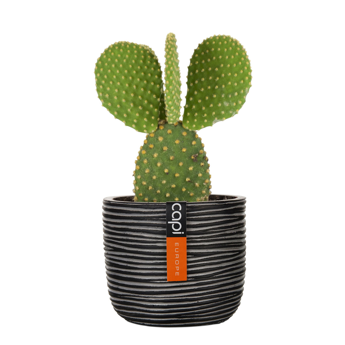 Opuntia Opuntia microdays green-yellow including decorative pot