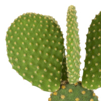 Opuntia Opuntia microdays green-yellow including decorative pot