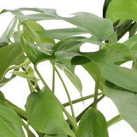 2x Swiss cheese plant Monstera minima including decorative white pots