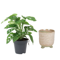 Swiss cheese plant Monstera 'Monkey Leaf' including decorative pink pot