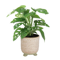 Swiss cheese plant Monstera 'Monkey Leaf' including decorative pink pot