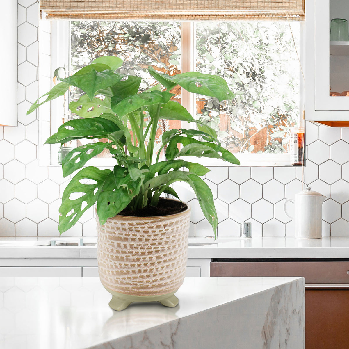 Swiss cheese plant Monstera 'Monkey Leaf' including decorative pink pot