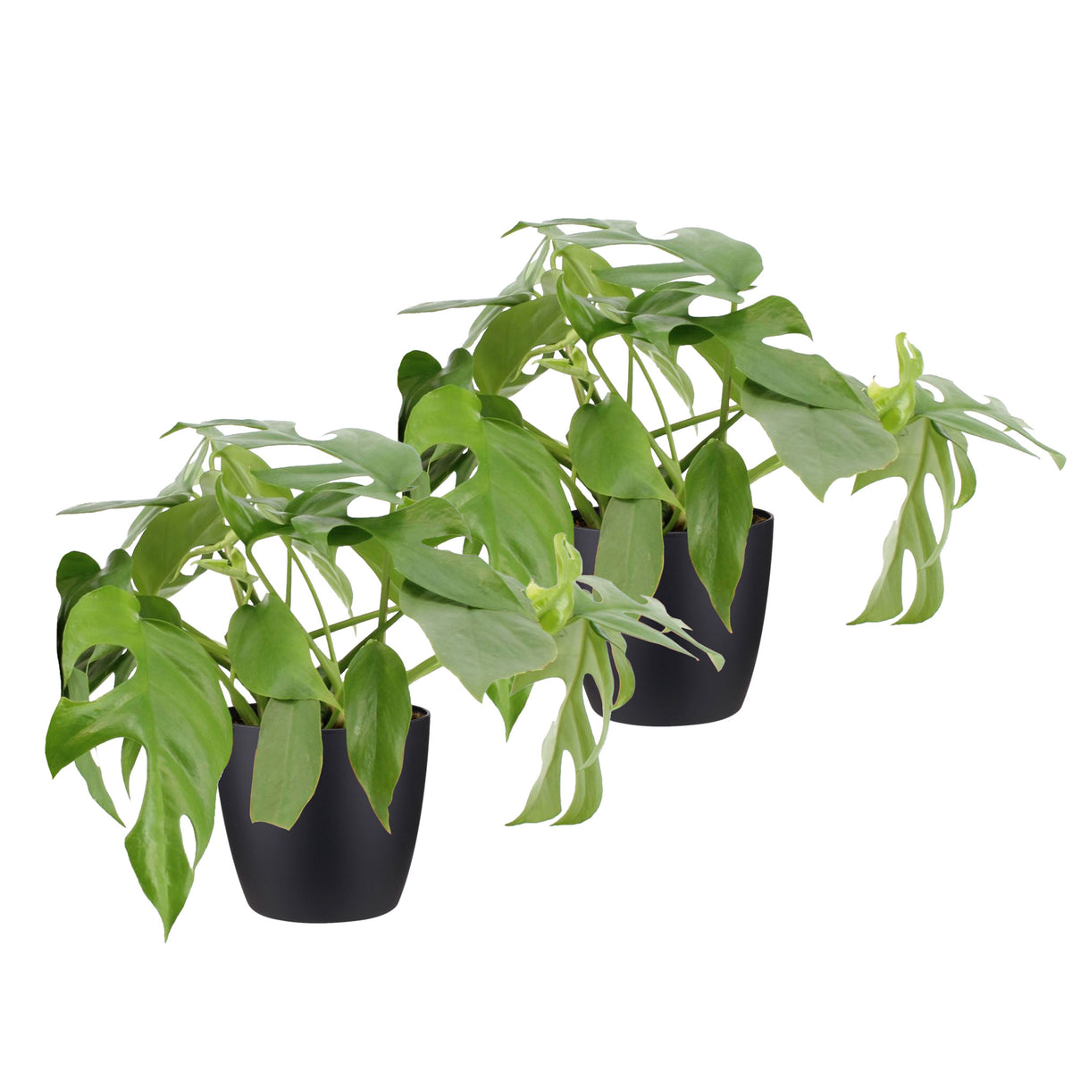 2x Swiss cheese plant Monstera minima including decorative black pots