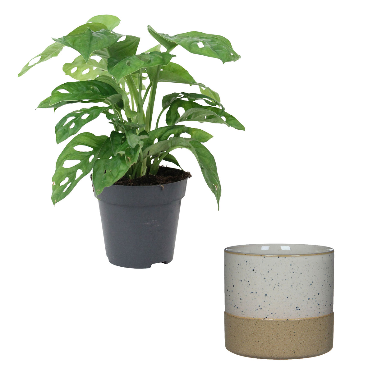 Swiss cheese plant Monstera 'Monkey Leaf' including decorative white pot