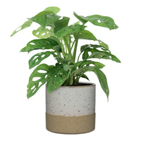Swiss cheese plant Monstera 'Monkey Leaf' including decorative white pot