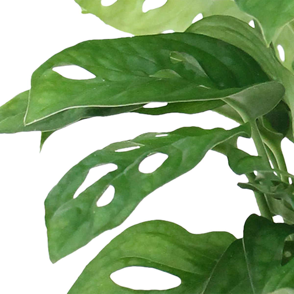 Swiss cheese plant Monstera 'Monkey Leaf' including decorative white pot