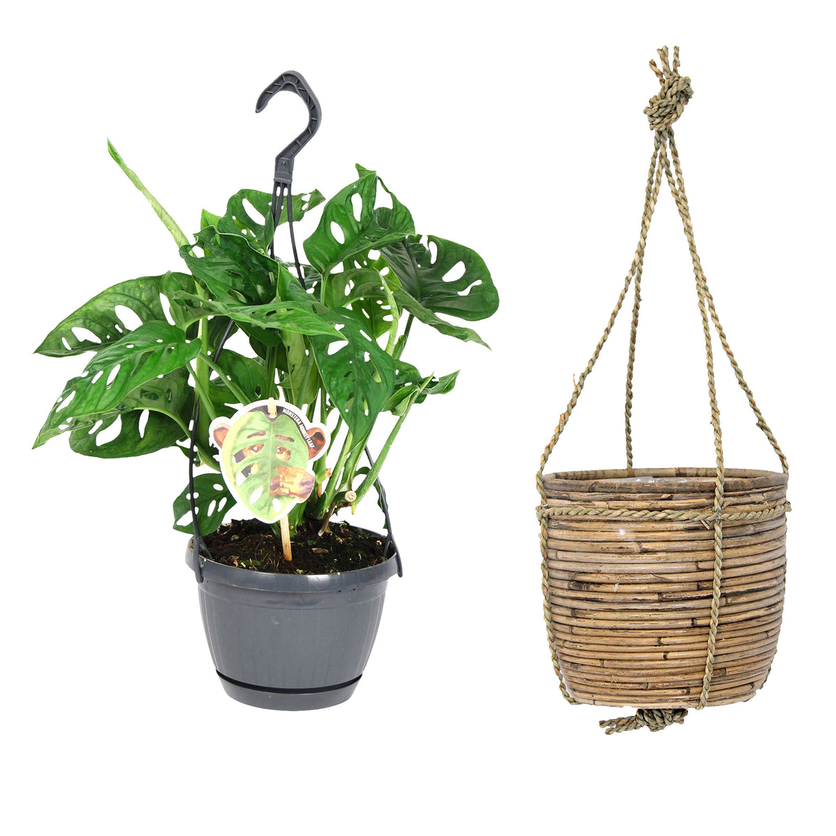 Swiss cheese plant Monstera 'Monkey Leaf' including hanging pot