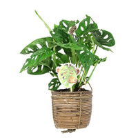 Swiss cheese plant Monstera 'Monkey Leaf' including hanging pot