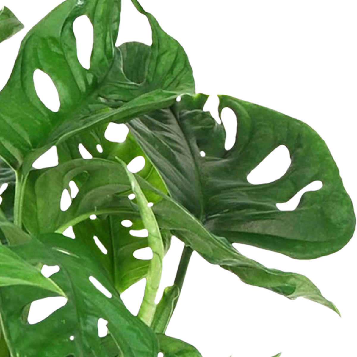 Swiss cheese plant Monstera 'Monkey Leaf' including hanging pot