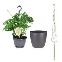 Swiss cheese plant Monstera 'Monkey Leaf' including flower pot hanger and decorative pot
