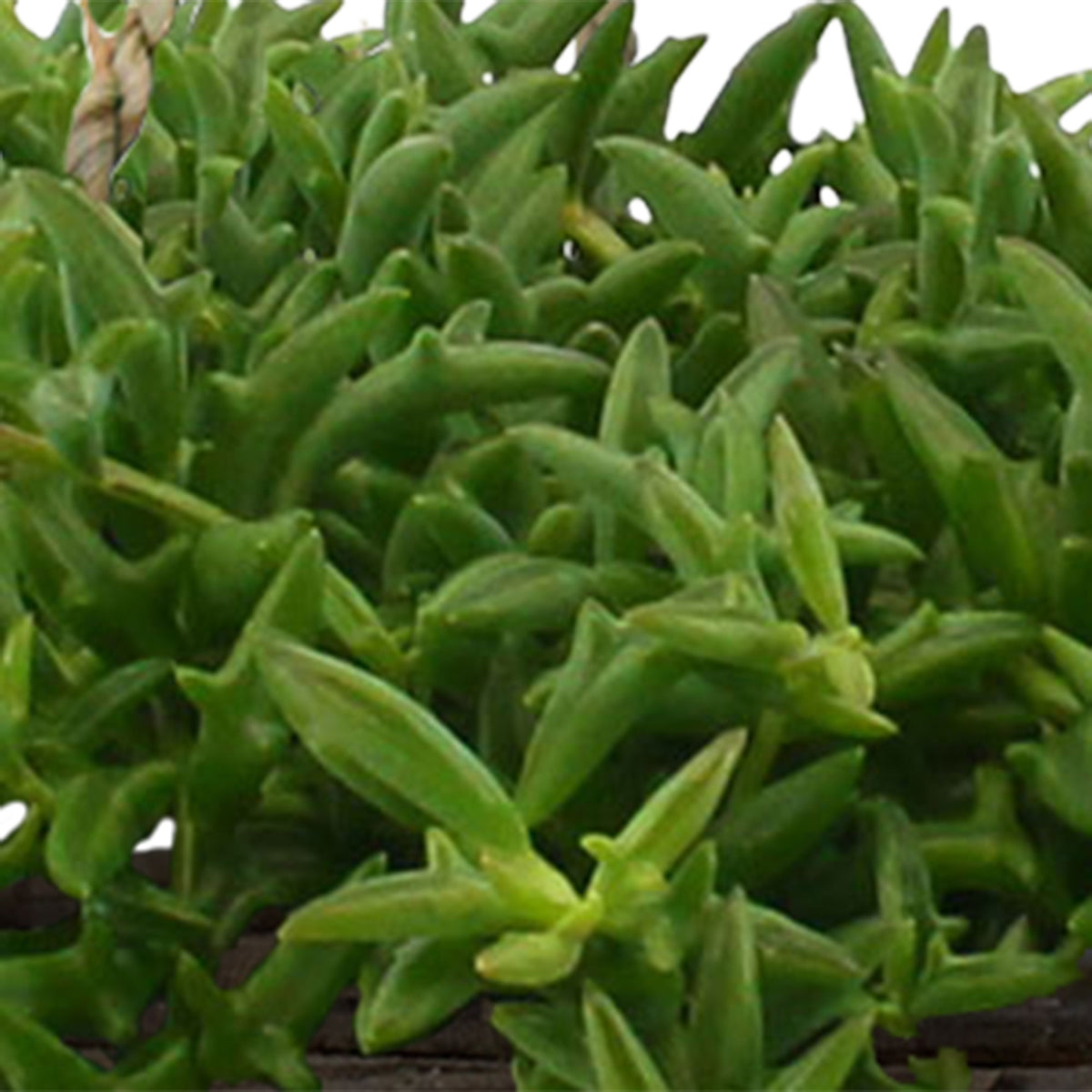 String of dolphins Senecio peregrinus green including hanging pot rattan  - Hanging plant
