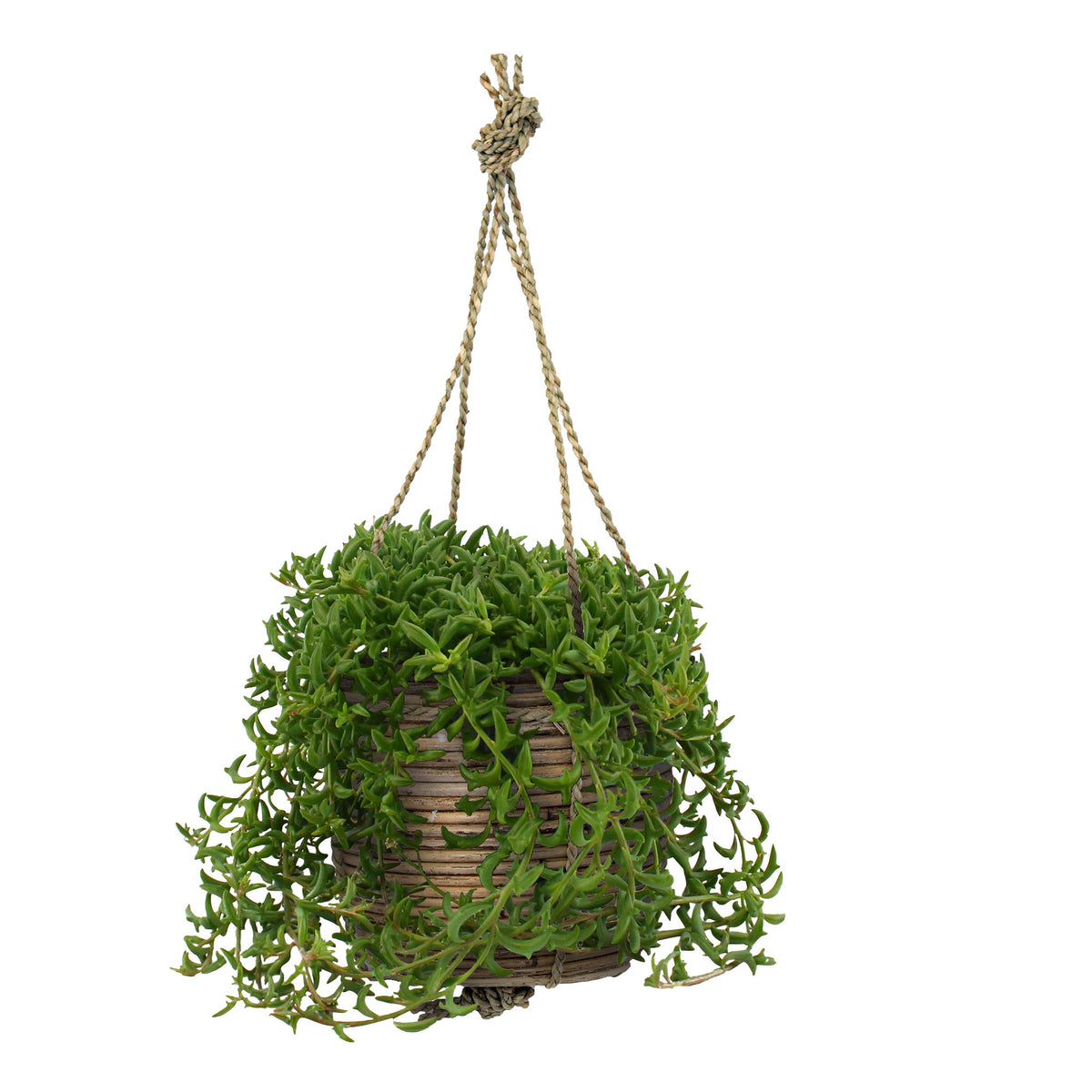String of dolphins Senecio peregrinus green including hanging pot rattan  - Hanging plant