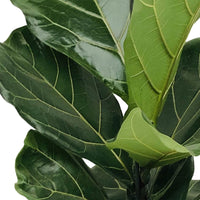 Fiddle Fig Leaf Ficus lyrata