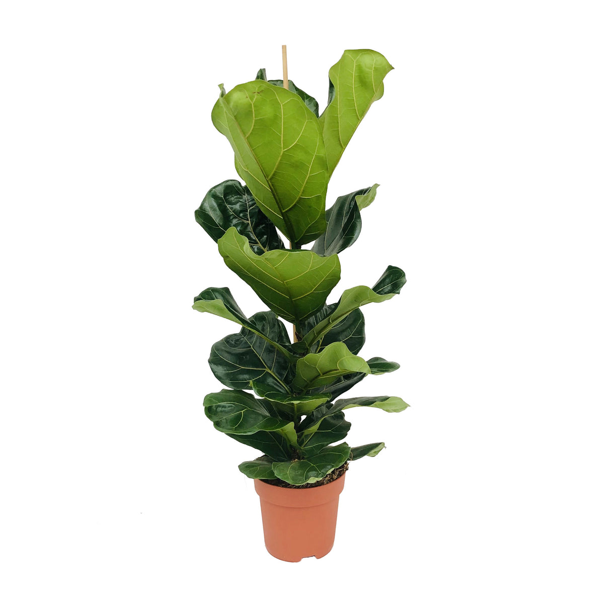 Fiddle Fig Leaf Ficus lyrata XL