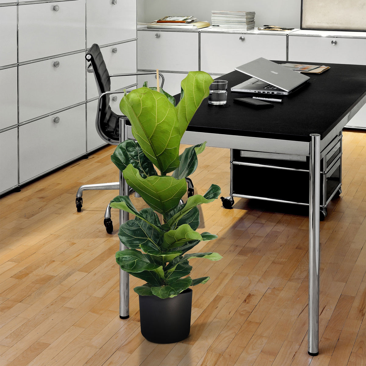Fiddle Fig Leaf Ficus lyrata XL