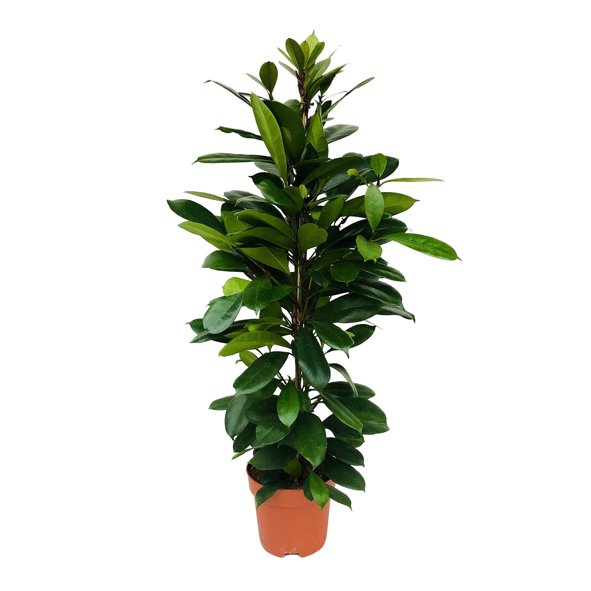 African fig tree Ficus cyathistipula XL