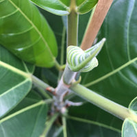 African Fig Tree Ficus benghalensis 'Roy'