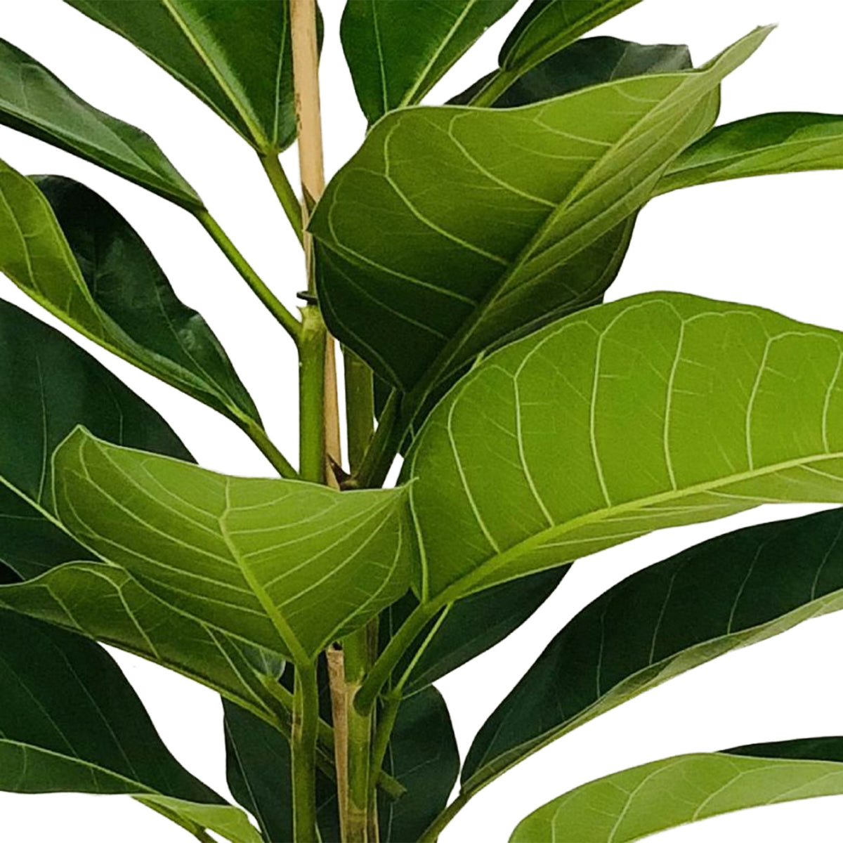 African Fig Tree Ficus benghalensis 'Roy'
