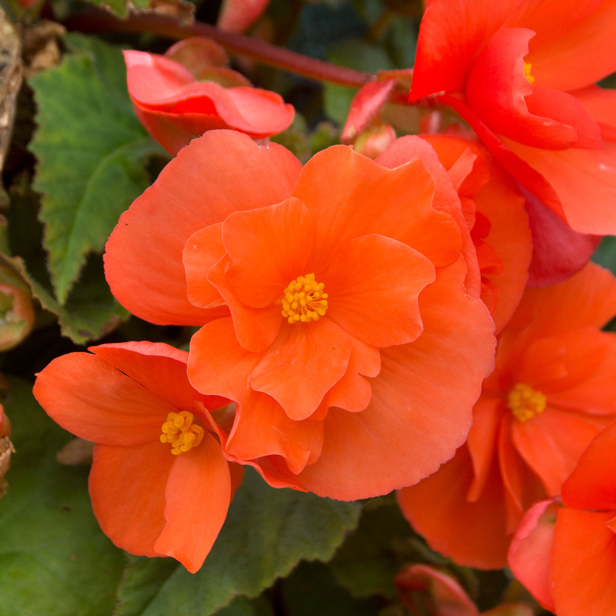 4x Begonia pendula orange