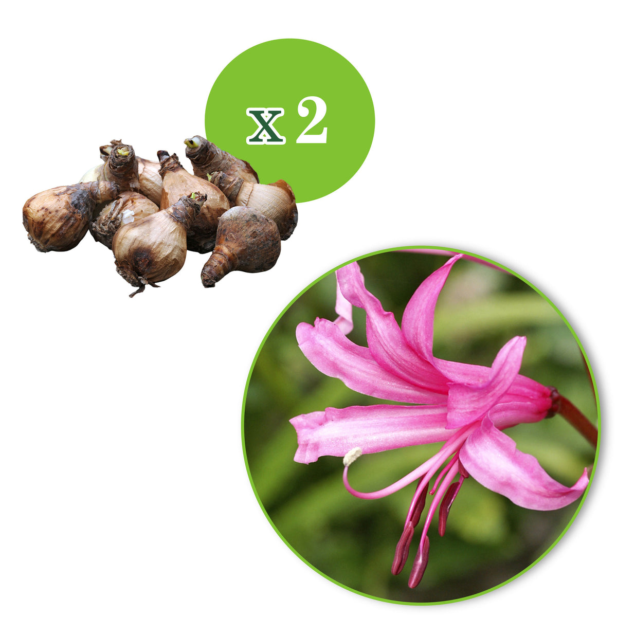 Guernsey lily Nerine bowdenii pink