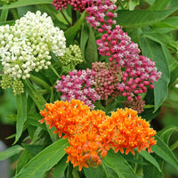 Milkweed Asclepias - Mix - Bare rooted - Hardy plant