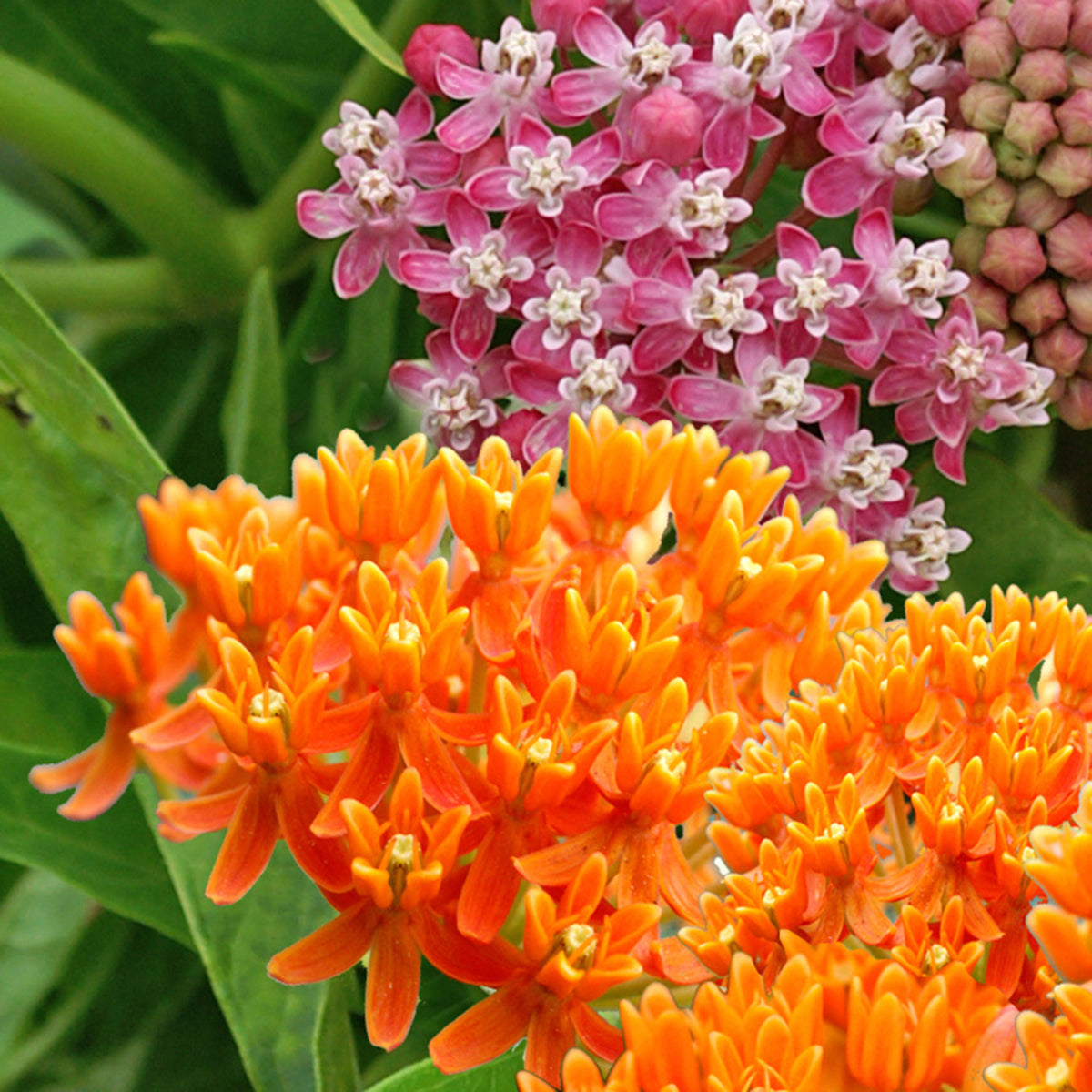 Milkweed Asclepias - Mix - Bare rooted - Hardy plant