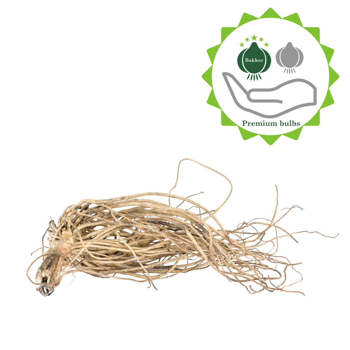 Milkweed Asclepias - Mix - Bare rooted - Hardy plant