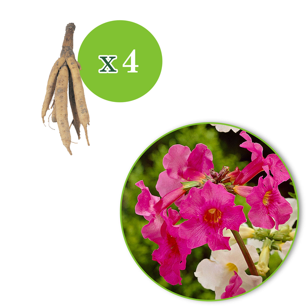 Gloxinia Incarvillea delavayi - Mix white-pink - Bare rooted