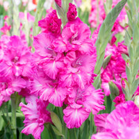 Gladiolus Gladiolus - Mix 'Ruffled Wedding'  Yellow-Purple