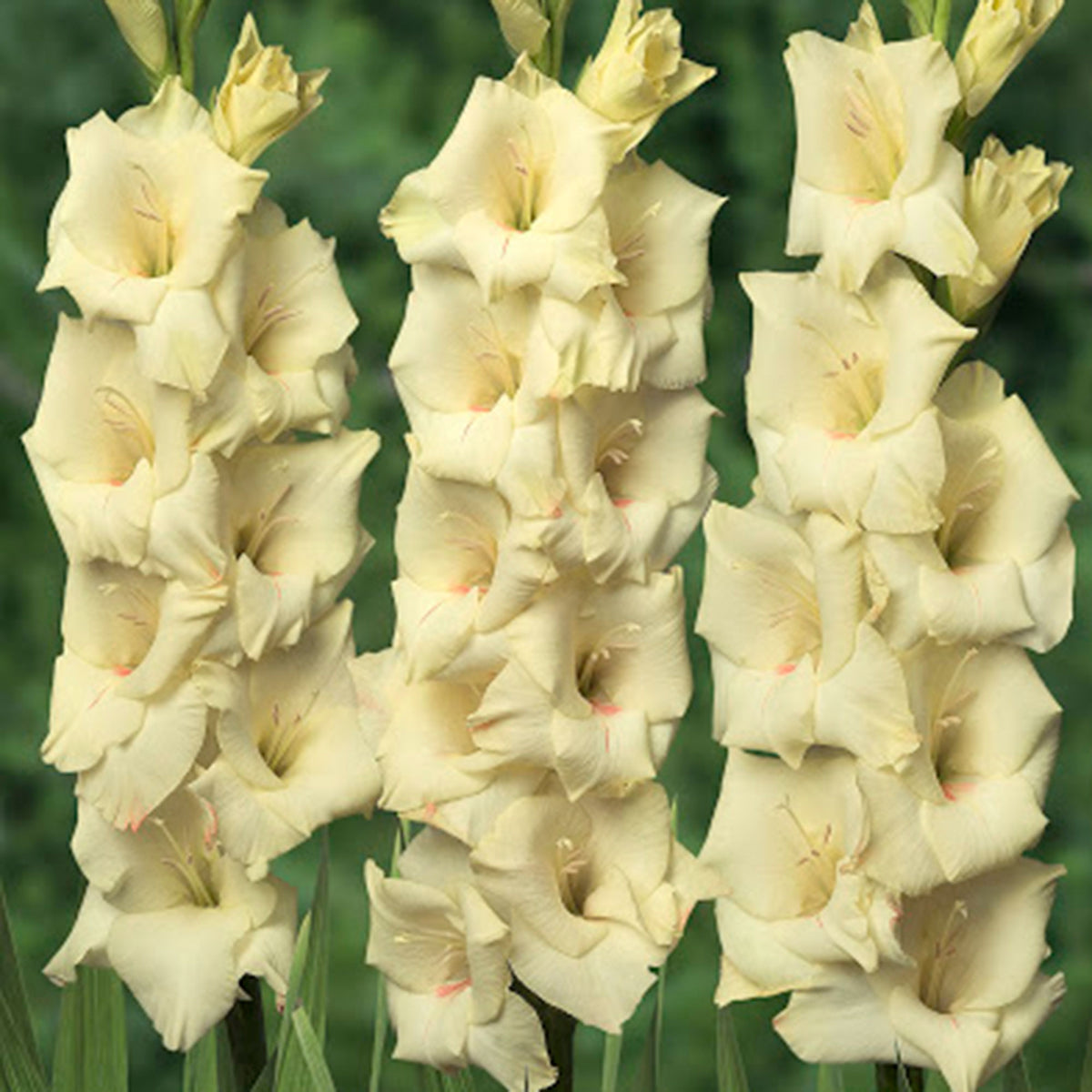 Gladiolus Gladiolus - Mix 'Ruffled Wedding'  Yellow-Purple