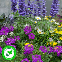 3x Garden plants - Mix 'Bee Friendly' blue-purple-yellow
