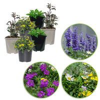 3x Garden plants - Mix 'Bee Friendly' blue-purple-yellow