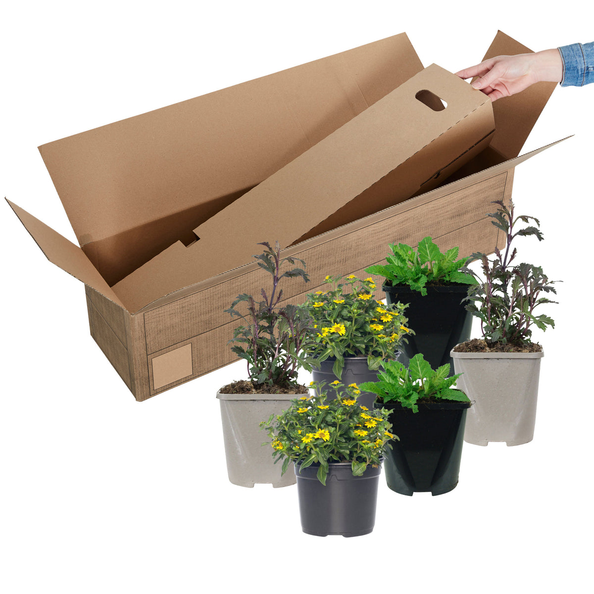 3x Garden plants - Mix 'Bee Friendly' blue-purple-yellow