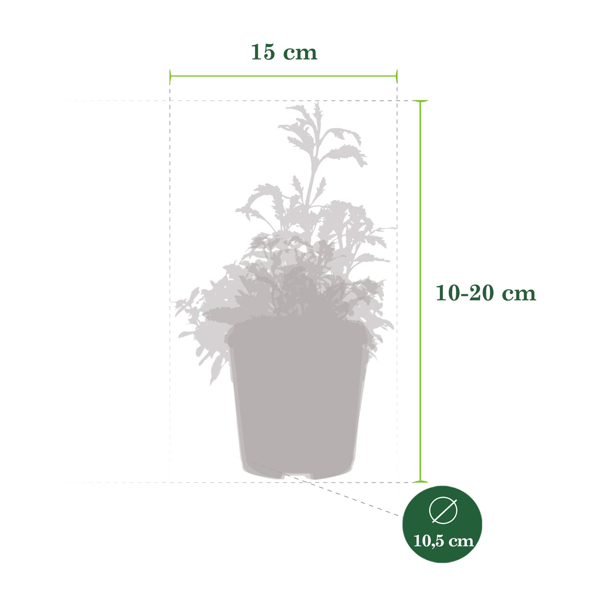 3x Garden plants - Mix 'Bee Friendly' blue-purple-yellow