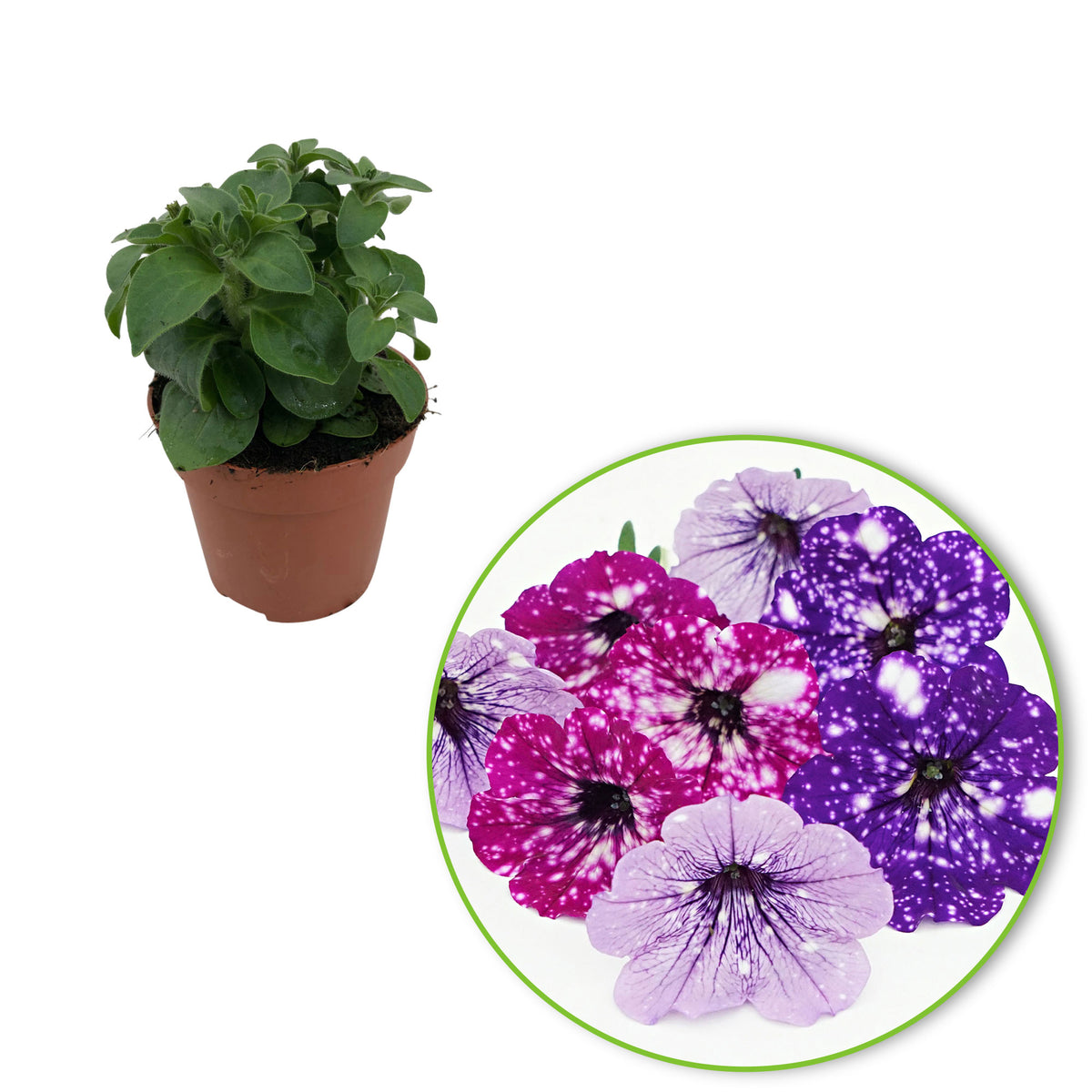 3x Petunia - Mix 'Sky Mix' purple-pink-blue