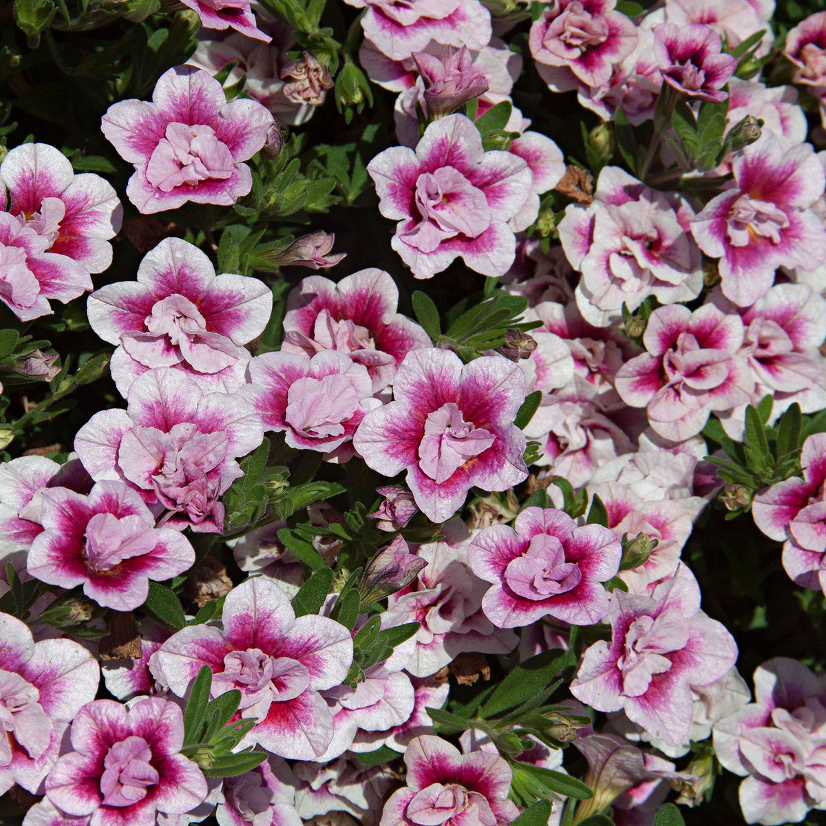 Mini Petunia Calibrachoa 'PinkTastic' pink-white