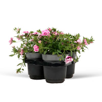 Mini Petunia Calibrachoa 'PinkTastic' pink-white
