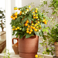 Cherry tomato Lycopersicon 'Minibel' yellow