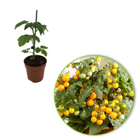 Cherry tomato Lycopersicon 'Minibel' yellow