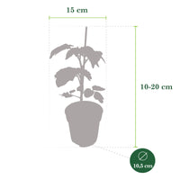 Cherry tomato Lycopersicon 'Minibel' yellow