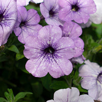 Petunia hybrida 'Lavender Sky' purple-white