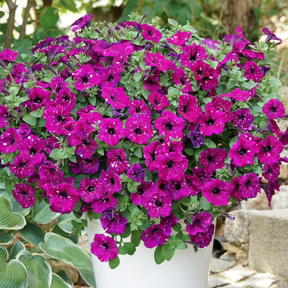 3x Petunia hybrida 'Royal Sky' Pink-White