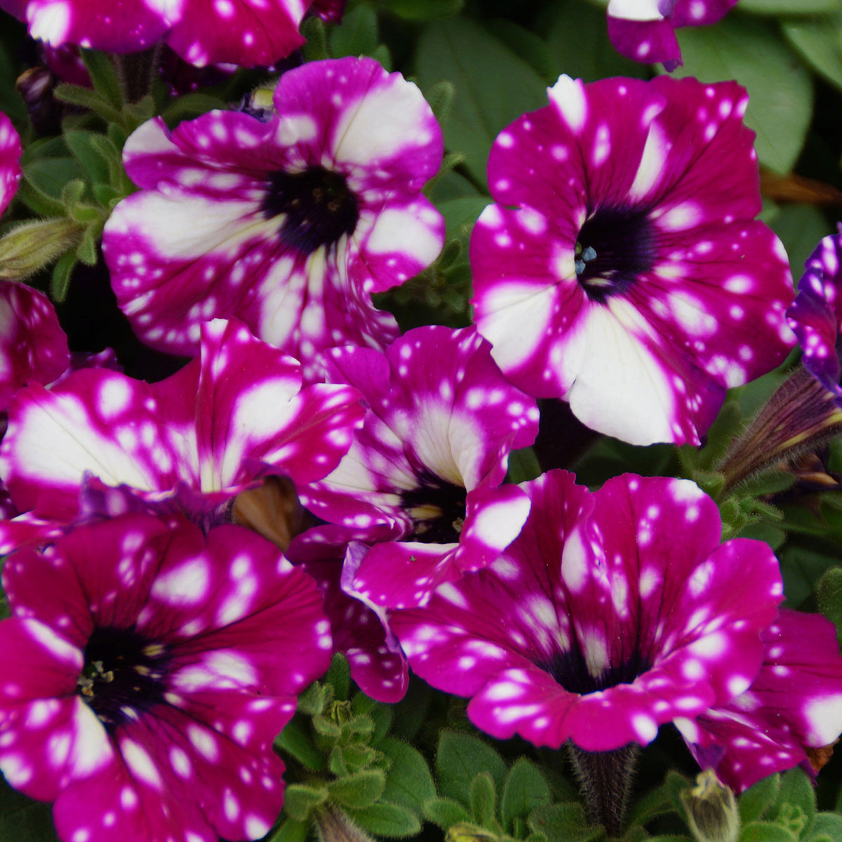 3x Petunia hybrida 'Royal Sky' Pink-White