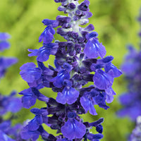 Sage Salvia 'Misty' blue