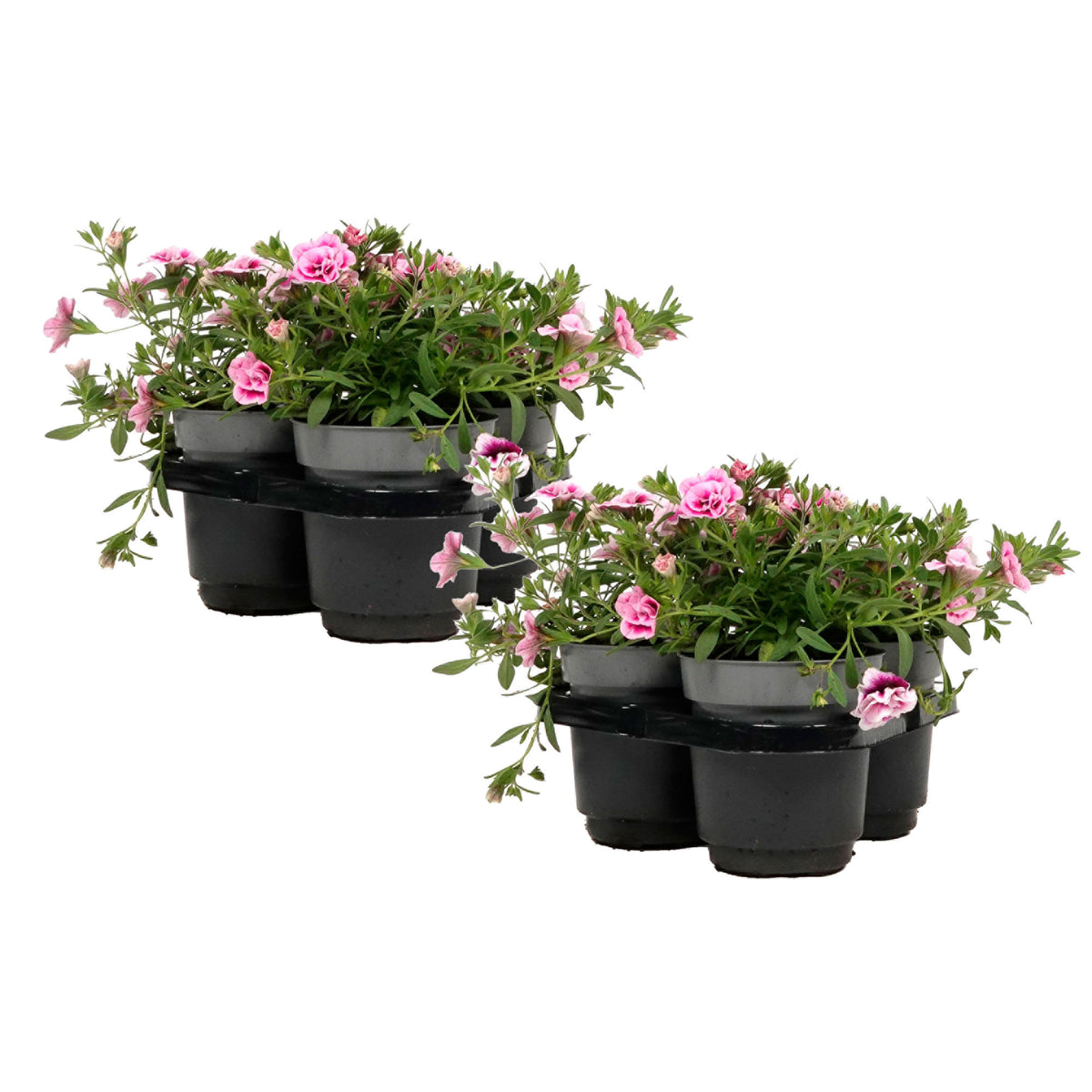 Mini Petunia Calibrachoa 'PinkTastic' pink-white