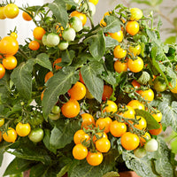 Cherry tomato Lycopersicon 'Minibel' yellow