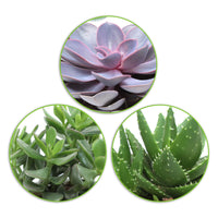 3x Succulent - Mix 'Paros' including ornamental earthenware pot