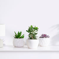 3x Succulent - Mix 'Paros' including ornamental earthenware pot